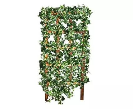 Решетка с английским пестрым плющем