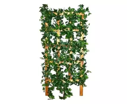 Решетка с английским зеленым плющем