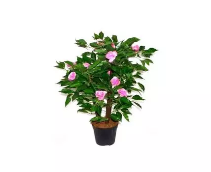 Роза Бриттен