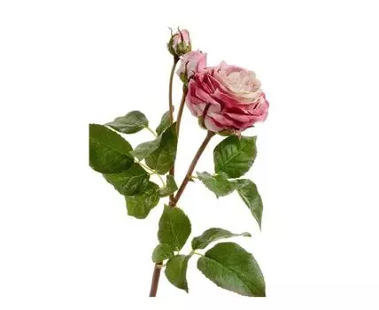 Роза Дэвид Остин Мидл