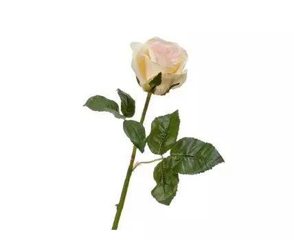 Роза Джулии