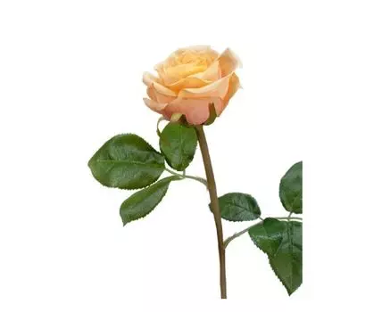 Роза Флорибунда Мидл