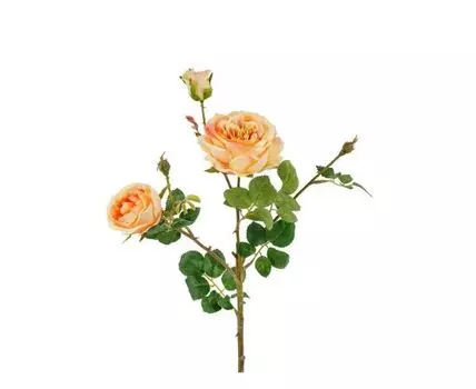 Роза кустовая персиковая (Розовый)