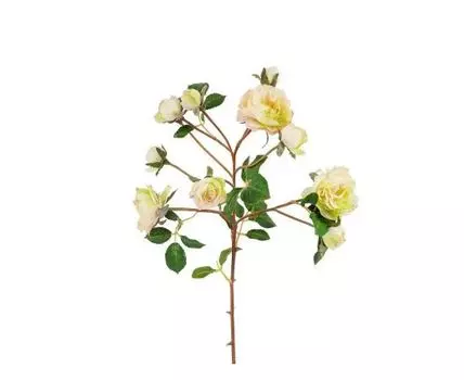 Роза кустовая салатная (Белый)