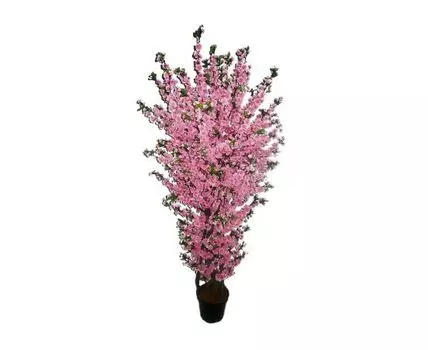 Сакура Йоши