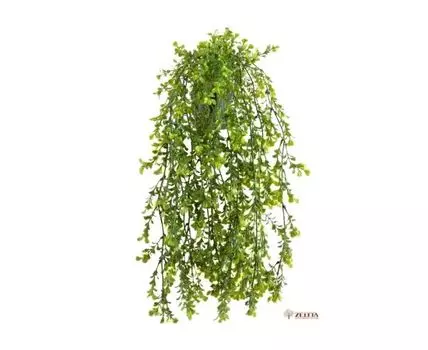 Самшит ампельный