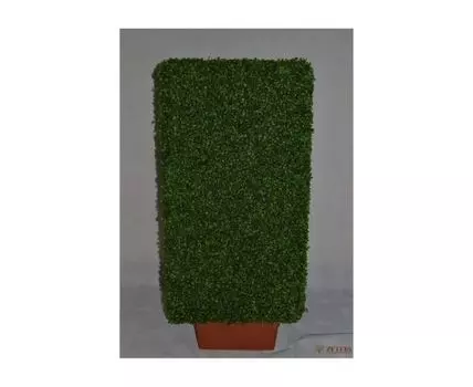 Самшит Ангстрем