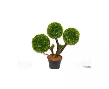 Самшит Бенедикт