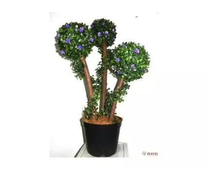 Самшит Диас