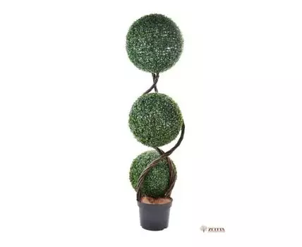 Самшит Джамбо №3 витой ствол