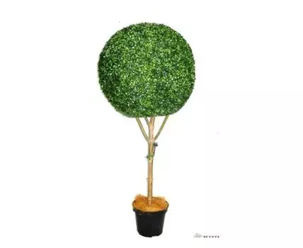 Самшит Фелинг 70 см шар на стволе
