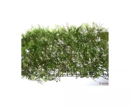 Самшит Газон пушистая травка 40х60