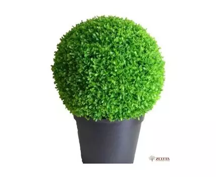 Самшит Мэнни люкс