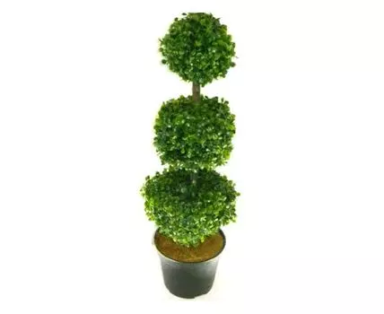 Самшит Марик