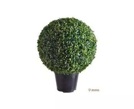 Самшит Макс шар в кашпо