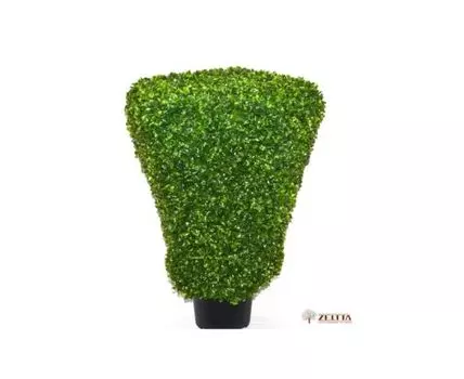 Самшит многогранник Войли