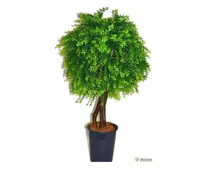 Самшит молодой Винтера