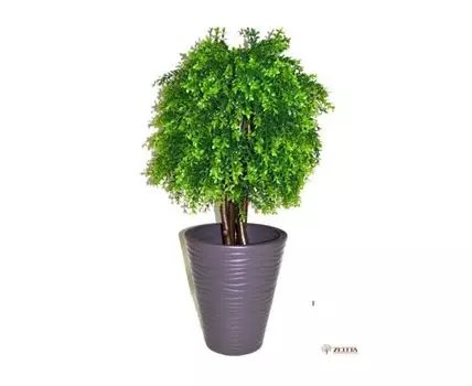 Самшит молодой Винтера в кашпо Цилиндро