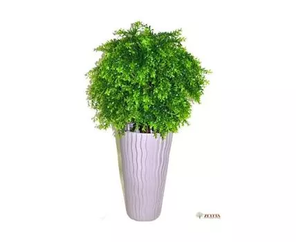 Самшит молодой Винтера в кашпо Wave Slim