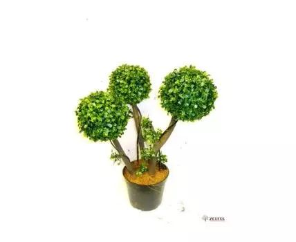 Самшит Понта