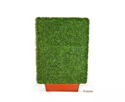 Самшит Родос