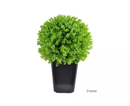 Самшит Шар Дейф в кашпо