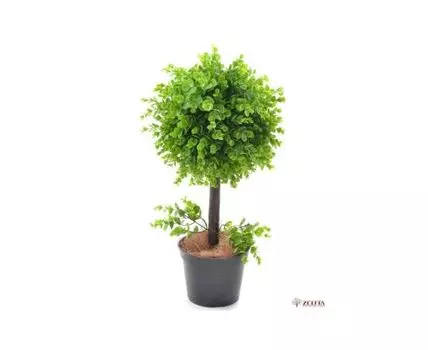 Самшит шар Кэри