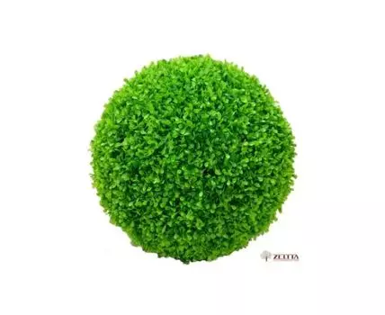 Самшит шар молодой на каркасе