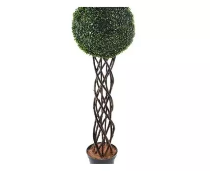 Самшит Шар Орли плетеный ствол