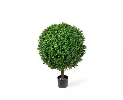 Самшит Шар уличный новый