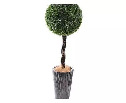 Самшит Тэм 48см в кашпо D30 H50