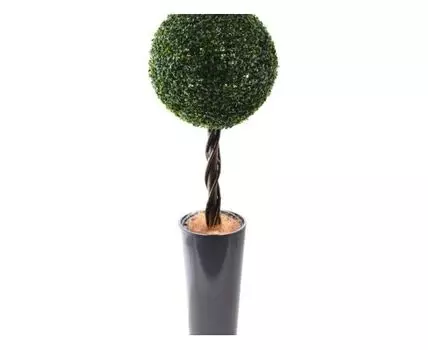 Самшит Тэм 48см в кашпо D30 H60