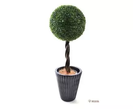 Самшит Тэм 48см в кашпо D33 H44