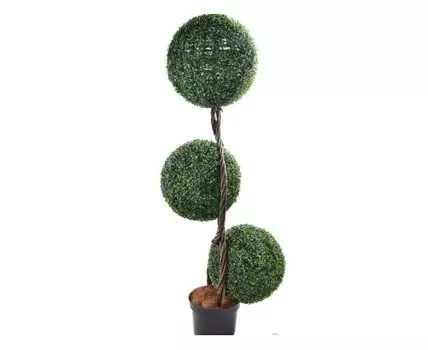 Самшит Жордан №3 витой ствол