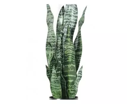 Сансевиерия пестрая