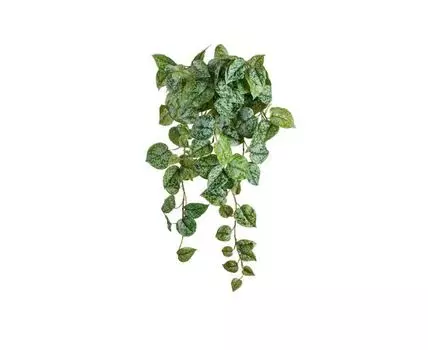 Сциндапсус Пиктус