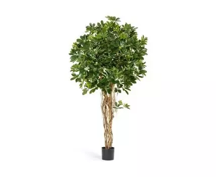 Шеффлера зонтичная