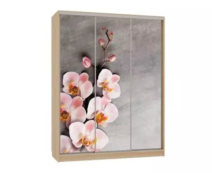 Шкаф-купе Бассо 7 Цветы 2 (230.5, 60 см, Прямые, Светлое дерево, 180 см)