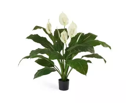 Спацифилум Королевский