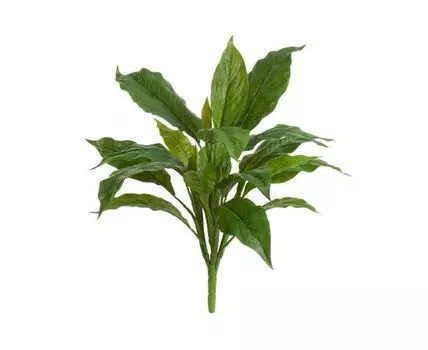 Спацифилум куст Мидл