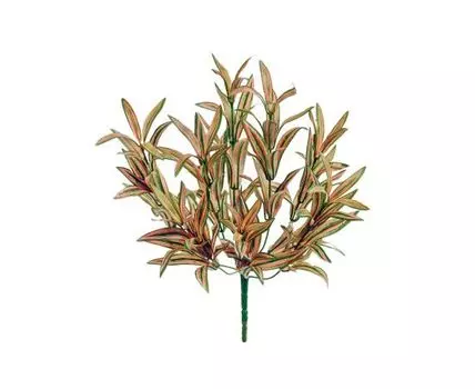 Спайдер-драцена