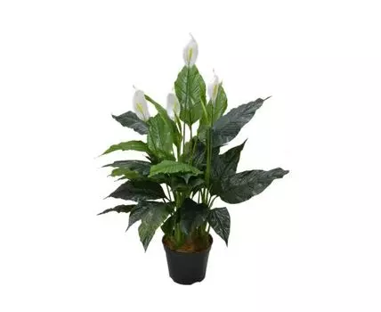 Спатифиллум Вэлс