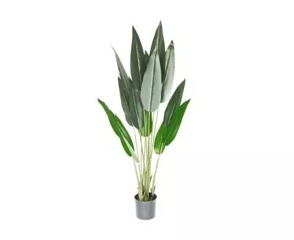 Стрелиция Белла