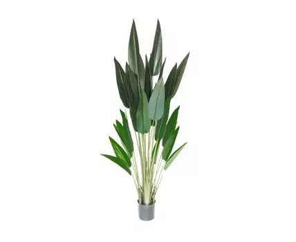 Стрелиция Белла