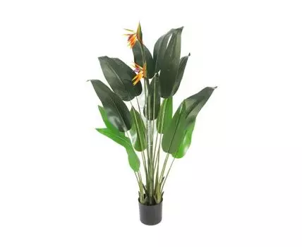 Стрелиция Лекса