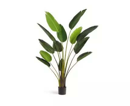 Стрелиция Style