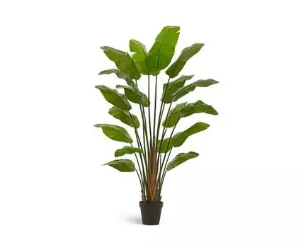 Стрелиция Traveller