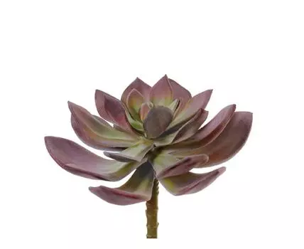 Суккулент Эхеверия Гиббифлора