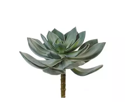 Суккулент Эхеверия Гиббифлора