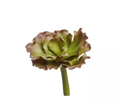 Суккулент Эхеверия Шавиана Трифлс